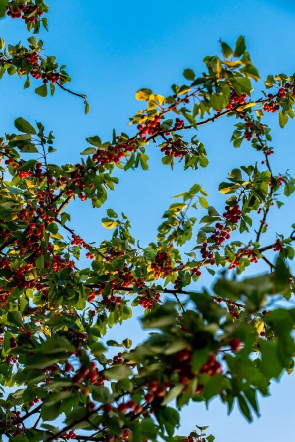 Coca-Cola Soft Drink Can Cherry, 355ml – Wholesale & Export UAE - wholesale supplier | AgroFoods Global