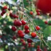 Cherry 10 Row USA 500g - wholesale supplier | AgroFoods Global