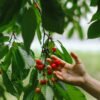 Dried Cherry - wholesale supplier | AgroFoods Global