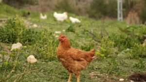 Jekor Chicken Sambusa, 300g – Wholesale & Export UAE - wholesale supplier | AgroFoods Global