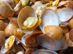 Frozen Short Neck Clam Meat for - wholesale supplier | AgroFoods Global