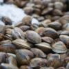 Clams — Bulk & Wholesale Supply Japanese Canned Ark Shell Clams In - wholesale supplier | AgroFoods Global