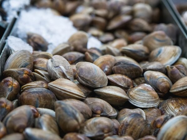 Clams — Bulk & Wholesale Supply Japanese Canned Ark Shell Clams In - wholesale supplier | AgroFoods Global