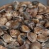 China Frozen Cooked Baby Yellow Clams Meat - wholesale supplier | AgroFoods Global