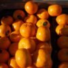 Clementine With Leaves UAE – Fresh Spanish & Moroccan Mandarins Wholesale Dubai - wholesale supplier | AgroFoods Global