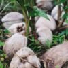 Coconut — Bulk & Wholesale Supply Ecomil Sugar Free Coconut Milk, 1L – Wholesale & Export UAE - wholesale supplier | AgroFoods Global