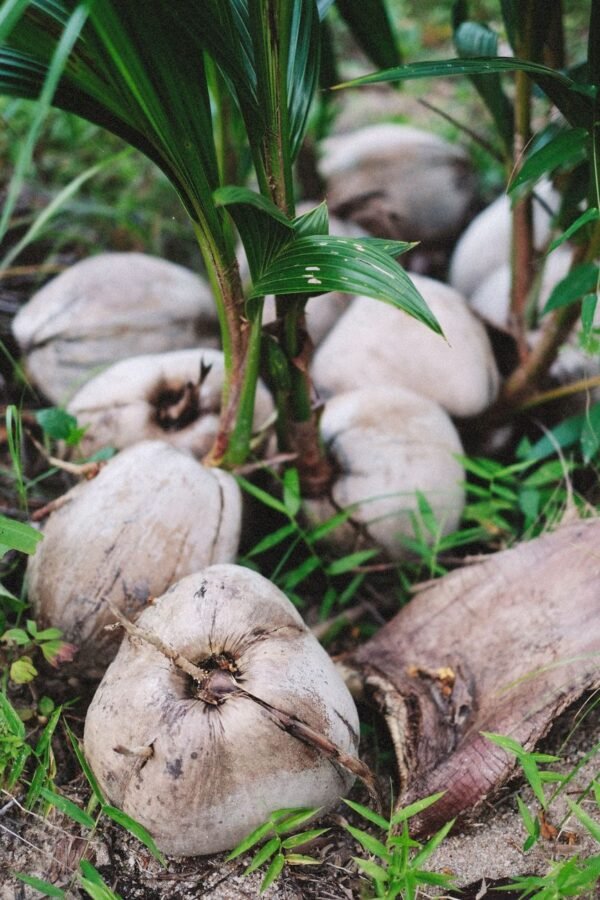 Coconut — Bulk & Wholesale Supply Ecomil Sugar Free Coconut Milk, 1L – Wholesale & Export UAE - wholesale supplier | AgroFoods Global