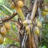 Bio Coconut Cream 330ml – Wholesale & Export UAE - wholesale supplier | AgroFoods Global