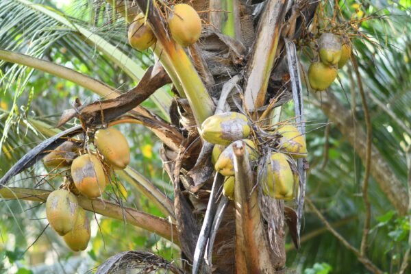 Bio Coconut Cream 330ml – Wholesale & Export UAE - wholesale supplier | AgroFoods Global