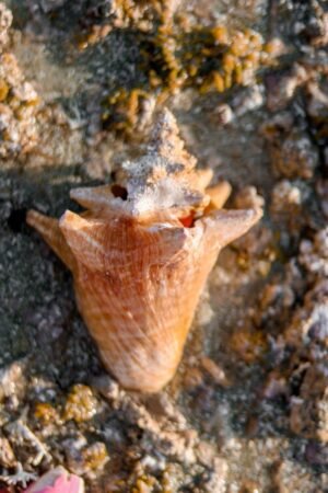Frozen Conch Meat Whelk Conch Meat - wholesale supplier | AgroFoods Global