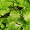 Coriander — Bulk & Wholesale Supply Coriander 100g - wholesale supplier | AgroFoods Global