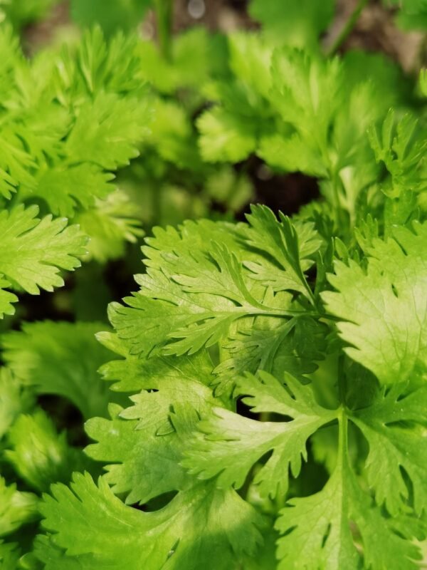 Coriander — Bulk & Wholesale Supply Coriander 100g - wholesale supplier | AgroFoods Global