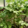 Coriander - wholesale supplier | AgroFoods Global