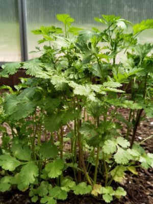 Coriander - wholesale supplier | AgroFoods Global