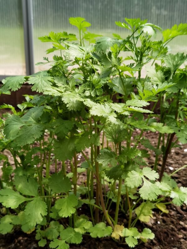 Coriander - wholesale supplier | AgroFoods Global