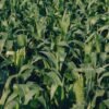 Al Ain Sweet Corn, 500g – Wholesale & Export UAE - wholesale supplier | AgroFoods Global