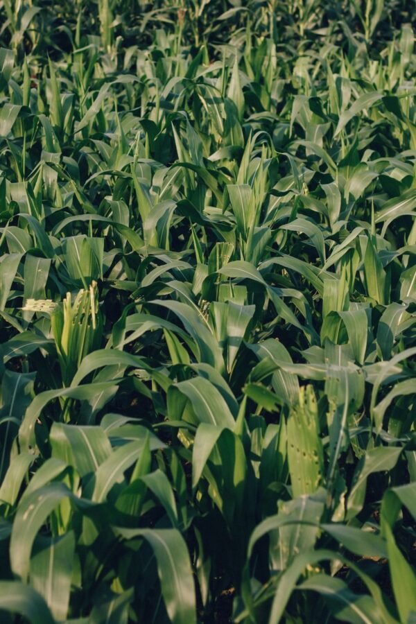 Al Ain Sweet Corn, 500g – Wholesale & Export UAE - wholesale supplier | AgroFoods Global