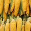 Sweet Corn 400g UAE – Premium Fresh & Canned Sweet Corn for Wholesale & Retail - wholesale supplier | AgroFoods Global