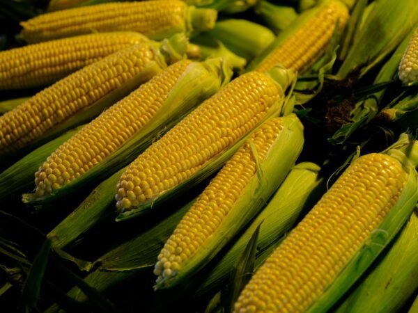 Bonduelle Sweet Corn, 200g – Wholesale & Export UAE - wholesale supplier | AgroFoods Global