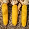 Sweet Corn 400g UAE – Fresh & Frozen Sweet Corn Wholesale Supplier Dubai - wholesale supplier | AgroFoods Global