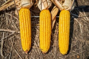 Sweet Corn 400g UAE – Fresh & Frozen Sweet Corn Wholesale Supplier Dubai - wholesale supplier | AgroFoods Global