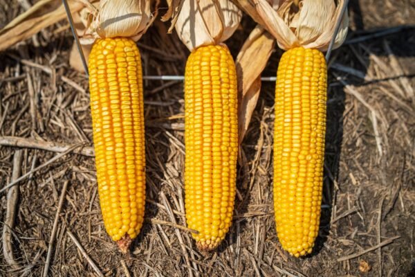Sweet Corn 400g UAE – Fresh & Frozen Sweet Corn Wholesale Supplier Dubai - wholesale supplier | AgroFoods Global