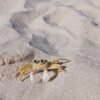 Crab — Bulk & Wholesale Supply