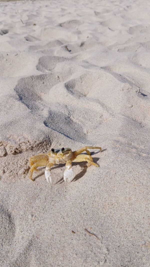 Crab — Bulk & Wholesale Supply