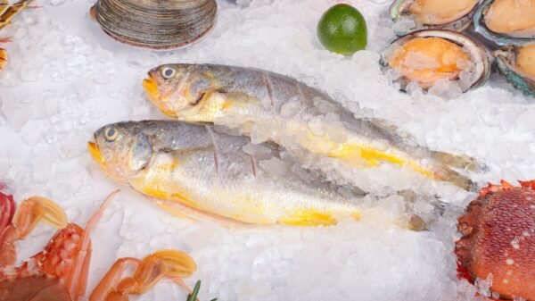 Frozen Brown Croaker Gutted Whole for - wholesale supplier | AgroFoods Global