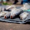 Whole Yellow Croaker Fish Processing Line - wholesale supplier | AgroFoods Global