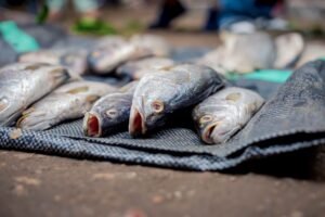 Whole Yellow Croaker Fish Processing Line - wholesale supplier | AgroFoods Global