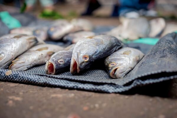 Whole Yellow Croaker Fish Processing Line - wholesale supplier | AgroFoods Global