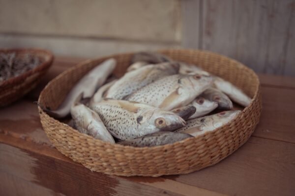 Yellow Croaker Whole Round Frozen Wild - wholesale supplier | AgroFoods Global