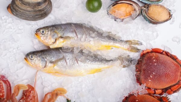 Frozen Yellow Croaker Roughy Premium Yellow - wholesale supplier | AgroFoods Global