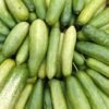 Cucumber — Bulk & Wholesale Supply Snack Cucumber 500g UAE – Fresh Mini Cucumbers Wholesale & Supplier Dubai - wholesale supplier | AgroFoods Global