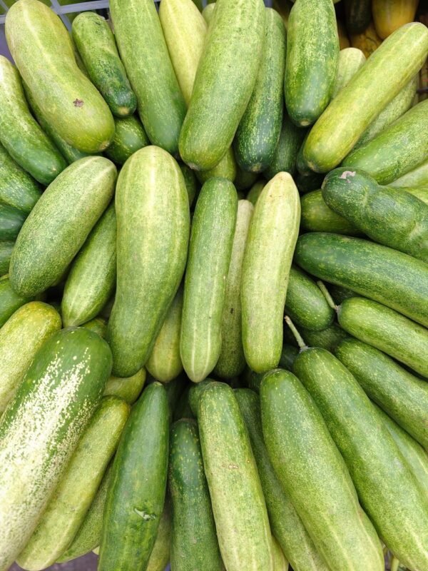 Cucumber — Bulk & Wholesale Supply Snack Cucumber 500g UAE – Fresh Mini Cucumbers Wholesale & Supplier Dubai - wholesale supplier | AgroFoods Global