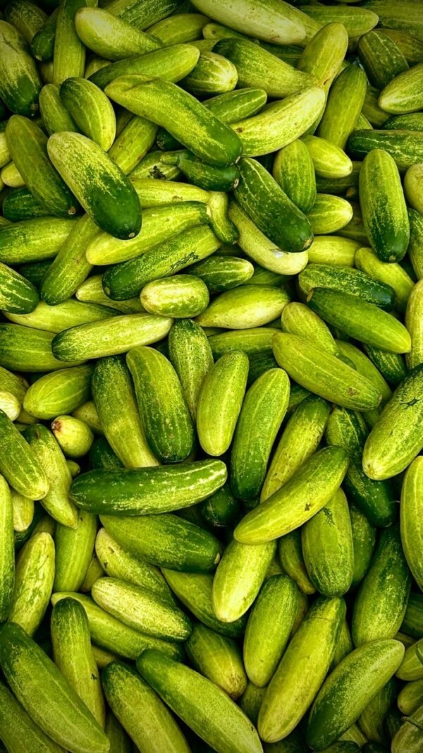 Cucumber — Bulk & Wholesale Supply Cucumber Box - wholesale supplier | AgroFoods Global