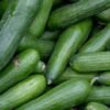Cucumber — Bulk & Wholesale Supply Cucumber Yellow Vellari - wholesale supplier | AgroFoods Global