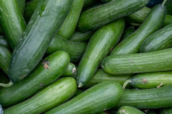 Cucumber — Bulk & Wholesale Supply Cucumber Yellow Vellari - wholesale supplier | AgroFoods Global