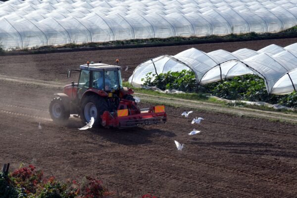 Freeze Dried Diced Mango GMO Cultivation - wholesale supplier | AgroFoods Global