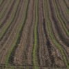 Hot Selling Innovative Cultivation of High - wholesale supplier | AgroFoods Global