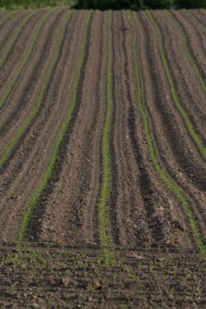 Hot Selling Innovative Cultivation of High - wholesale supplier | AgroFoods Global