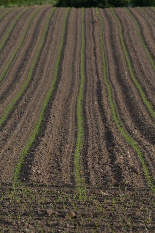 Hot Selling Innovative Cultivation of High - wholesale supplier | AgroFoods Global