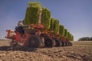 Dried Green Lentils Common Cultivation Type - wholesale supplier | AgroFoods Global