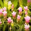Factory Supply Curcuma Zedoary Extract Curcuma - wholesale supplier | AgroFoods Global