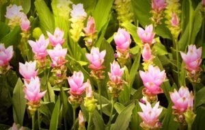 Factory Supply Curcuma Zedoary Extract Curcuma - wholesale supplier | AgroFoods Global
