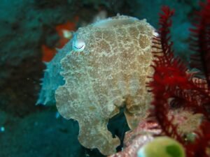High Quality Frozen Baby Cuttlefish Good - wholesale supplier | AgroFoods Global