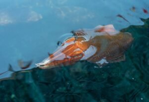 Frozen Whole Cuttlefish With Baby Cuttlefish - wholesale supplier | AgroFoods Global