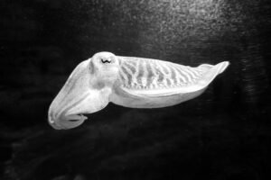 Frozen Cuttlefish Heads Seafood Squid Octopus - wholesale supplier | AgroFoods Global