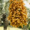 Dates Mabroom Box - wholesale supplier | AgroFoods Global